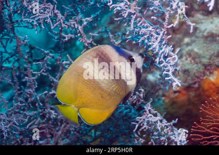 Der kleine Schmetterlingsfisch (Chaetodon kleinii) ernährt sich von Gorgonien-Polypen. Misool, Raja Empat, West Papua, Indonesien. Stockfoto