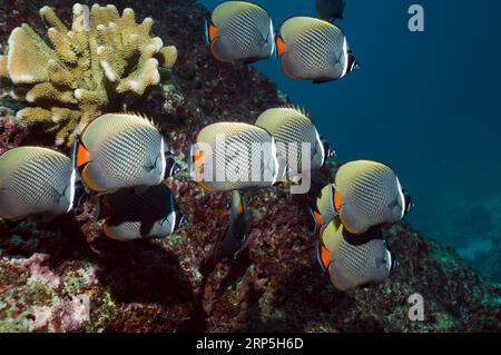 Rotschwanz- oder Kragenfalter (Chaetodon collare). Andamanensee, Thailand. Stockfoto