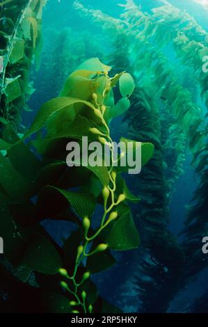 Giant Kelp (Macrocystis Pyrifera) Wald, Kalifornien, USA. Stockfoto