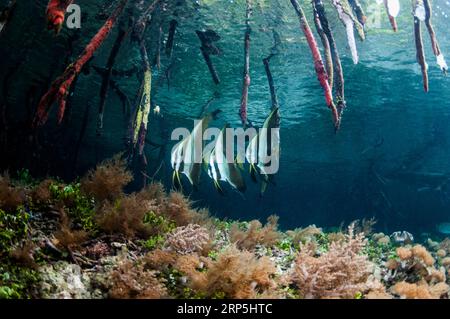 Fledermausfische schwimmen in Blue Mangrove, Raja Ampat, Misool, West Papua, Indonesien. Stockfoto