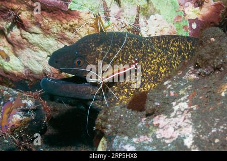 Gelbmarginierter Muräne (Gymnothorax flavimarginatus) wird von zwei Hump-back-Reinigergarnelen und Durban-Scharnierschnabelgarnelen gereinigt. Indonesien Stockfoto