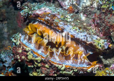 DornAustern [Spondylus varians], Mantelmuster. Wenn die Austern schließen, sieht die Schale wie ein Teil des Riffs aus. Tulamben, Bali, Indonesien. Stockfoto