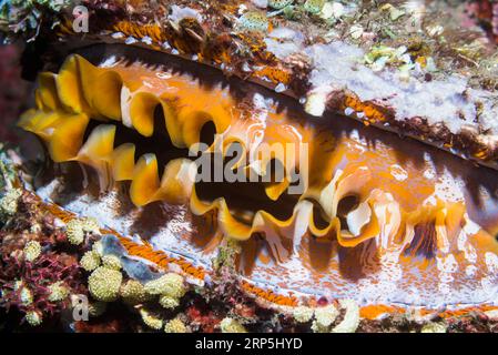 DornAustern [Spondylus varians], Mantelmuster. Wenn die Austern schließen, sieht die Schale wie ein Teil des Riffs aus. Tulamben, Bali, Indonesien. Stockfoto