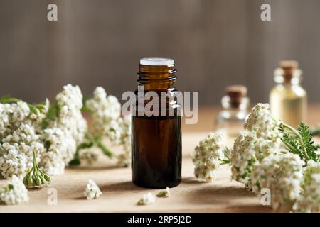 Eine braune Flasche Aromatherapie-ätherisches Öl auf einem Tisch mit frischen Schafgarbenblüten Stockfoto