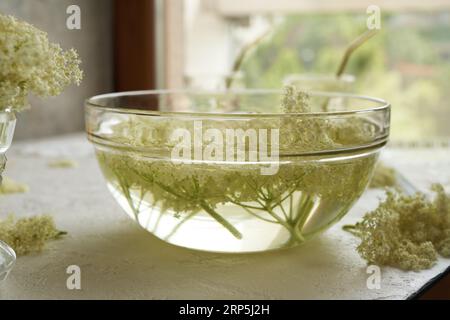 Frische Holunderblüten geerntet in Frühlingsmazeratin in einer Schüssel Wasser - Zubereitung von Kräutersirup Stockfoto