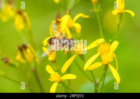 Farbenfrohe Nahaufnahme auf einer flauschigen böhmischen Kuckuckucku-Hummel, Bombus bohemicus, die auf einer gelben Blume sitzt Stockfoto