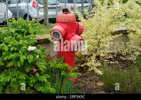 An der Straße in der Nähe der Büsche und der erhöhten Hüften installierter Hydrant. Nahaufnahme. Stockfoto
