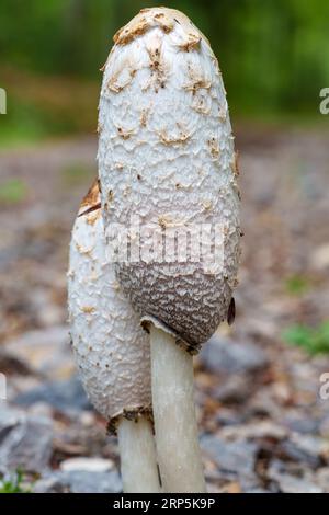 Coprinus comatus zaggy Tusche Kappe weiß graue Pilze wächst im Rasen im Park, Herbstsaison, frühen Morgen auf der Wiese Stockfoto