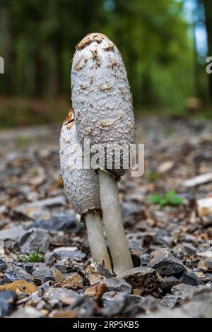 Coprinus comatus zaggy Tusche Kappe weiß graue Pilze wächst im Rasen im Park, Herbstsaison, frühen Morgen auf der Wiese Stockfoto