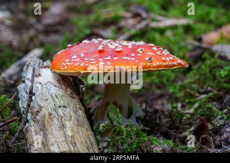 Ungenießbare Pilz rote Fliege agaric in der Nähe von Birke. Wald giftige Pilz rote Fliege agaric. Waldernte. Myzel. Weiße Birken. Grünes Gras Stockfoto