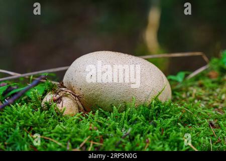 Gelber Kartoffelbovist auf dem grünen Moosboden im Wald in Deutschland Stockfoto