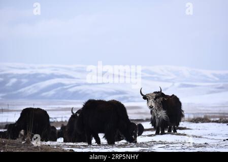 (181220) -- PEKING, 20. Dezember 2018 -- Eine Yakenherde wird auf schneebedecktem Grasland im Haiyan County der Haibei Tibetan Autonomous Prefecture, nordwestchinesische Provinz Qinghai, 13. April 2018 gesehen. Chinas National Forestry and Grassland Administration (NFGA) hat am 19. Dezember 2018 mit dem Technologieriesen Tencent einen Deal geschlossen, um gemeinsam gegen den illegalen Handel mit Wildtieren online vorzugehen. Dies ist das jüngste Beispiel für die Bemühungen der Regulierungsbehörde, gegen die immer weiter ansteigenden Online-Wildtierverbrechen in sozialen Medien und E-Commerce-Plattformen vorzugehen. Auf einer Pressekonferenz im Juni hat die Forstpolizei in Chinas Wildlife-r Stockfoto