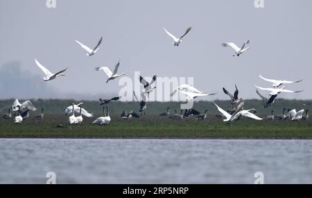 (181220) -- CHANGSHA, 20. Dezember 2018 -- Vögel fliegen in einem Demonstrationsgebiet zur Sanierung der Umwelt im Gebiet des Dongting Lake, Provinz Hunan in Zentralchina, 26. Februar 2018. Das Sammeln von Boden im Frühjahr, das Testen von Seenwasser im Sommer, die Untersuchung von Pflanzen im Herbst und die Beobachtung von Zugvögeln im Winter umrissen fast zehn Jahre saisonalen Zyklus des täglichen Lebens namenloser wissenschaftlicher Forscher im Gebiet des Dongting Lake. Sie haben hart daran gearbeitet, Lösungen für den Schutz der Umwelt und der biologischen Vielfalt zu finden. Die wissenschaftlichen Forscher der Chinesischen Akademie der Wissenschaften (CAS) wurden als t gepriesen Stockfoto