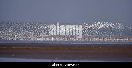 (181220) -- CHANGSHA, 20. Dezember 2018 -- Vögel fliegen in einem Demonstrationsgebiet zur Sanierung der Umwelt im Gebiet des Dongting Lake, Provinz Hunan in Zentralchina, 26. Februar 2018. Das Sammeln von Boden im Frühjahr, das Testen von Seenwasser im Sommer, die Untersuchung von Pflanzen im Herbst und die Beobachtung von Zugvögeln im Winter umrissen fast zehn Jahre saisonalen Zyklus des täglichen Lebens namenloser wissenschaftlicher Forscher im Gebiet des Dongting Lake. Sie haben hart daran gearbeitet, Lösungen für den Schutz der Umwelt und der biologischen Vielfalt zu finden. Die wissenschaftlichen Forscher der Chinesischen Akademie der Wissenschaften (CAS) wurden als t gepriesen Stockfoto