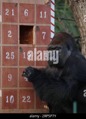 (181220) -- LONDON, 20. Dezember 2018 -- Ein Gorilla genießt die Leckereien in einem riesigen Adventskalender während eines Animal Adventures dieser Weihnachtsfotocall im Zoological Society of London (ZSL) London Zoo, in London, Großbritannien, am 20. Dezember 2018. Die Tierpfleger des ZSL London Zoo bereiteten am Donnerstag einige saisonale Überraschungen für die Bewohner des Zoos vor. ) GROSSBRITANNIEN-LONDON-ZSL LONDON ZOO-CHRISTMAS TREAT ISABELXINFANTES PUBLICATIONXNOTXINXCHN Stockfoto