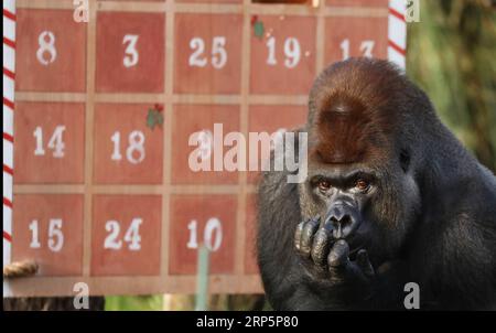 (181220) -- LONDON, 20. Dezember 2018 -- Ein Gorilla genießt die Leckereien in einem riesigen Adventskalender während eines Animal Adventures dieser Weihnachtsfotocall im Zoological Society of London (ZSL) London Zoo, in London, Großbritannien, am 20. Dezember 2018. Die Tierpfleger des ZSL London Zoo bereiteten am Donnerstag einige saisonale Überraschungen für die Bewohner des Zoos vor. ) GROSSBRITANNIEN-LONDON-ZSL LONDON ZOO-CHRISTMAS TREAT ISABELXINFANTES PUBLICATIONXNOTXINXCHN Stockfoto