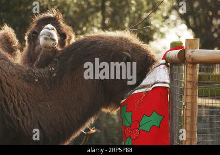 (181220) -- LONDON, 20. Dezember 2018 -- Bactrische Kamele genießen ihr Frühstück in einer übergroßen Strumpfhose während eines Animal Adventures dieses Weihnachtsfotocall im Zoological Society of London (ZSL) London Zoo, in London, Großbritannien, am 20. Dezember 2018. Die Tierpfleger des ZSL London Zoo bereiteten am Donnerstag einige saisonale Überraschungen für die Bewohner des Zoos vor. ) GROSSBRITANNIEN-LONDON-ZSL LONDON ZOO-CHRISTMAS TREAT ISABELXINFANTES PUBLICATIONXNOTXINXCHN Stockfoto