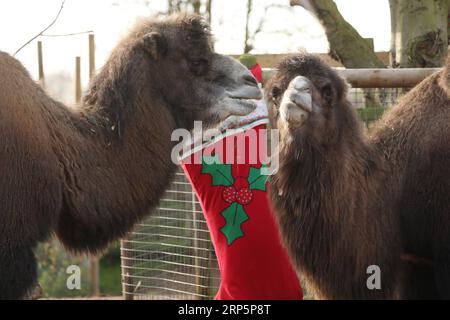 (181220) -- LONDON, 20. Dezember 2018 -- Bactrische Kamele genießen ihr Frühstück in einer übergroßen Strumpfhose während eines Animal Adventures dieses Weihnachtsfotocall im Zoological Society of London (ZSL) London Zoo, in London, Großbritannien, am 20. Dezember 2018. Die Tierpfleger des ZSL London Zoo bereiteten am Donnerstag einige saisonale Überraschungen für die Bewohner des Zoos vor. ) GROSSBRITANNIEN-LONDON-ZSL LONDON ZOO-CHRISTMAS TREAT ISABELXINFANTES PUBLICATIONXNOTXINXCHN Stockfoto