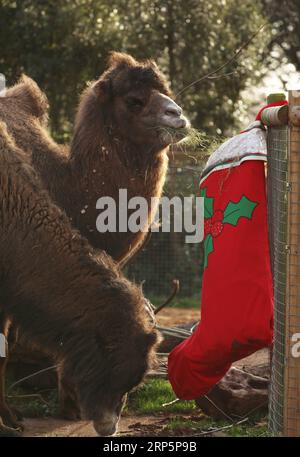 (181220) -- LONDON, 20. Dezember 2018 -- Bactrische Kamele genießen ihr Frühstück in einer übergroßen Strumpfhose während eines Animal Adventures dieses Weihnachtsfotocall im Zoological Society of London (ZSL) London Zoo, in London, Großbritannien, am 20. Dezember 2018. Die Tierpfleger des ZSL London Zoo bereiteten am Donnerstag einige saisonale Überraschungen für die Bewohner des Zoos vor. ) GROSSBRITANNIEN-LONDON-ZSL LONDON ZOO-CHRISTMAS TREAT ISABELXINFANTES PUBLICATIONXNOTXINXCHN Stockfoto