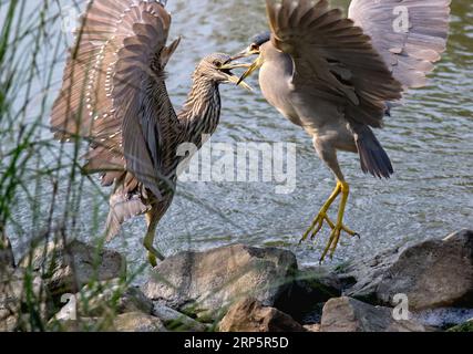 Zwei junge Schwarzgekrönte Nachtreiher, ein Jungreiher und ein junger Erwachsener, die über das Territorium am Creekside miteinander sprengen. Stockfoto