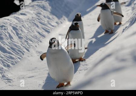 (181225) -- PEKING, 25. Dezember 2018 -- Pinguine von Harbin Polarland spielen draußen in Harbin, nordöstliche chinesische Provinz Heilongjiang, 24. Dezember 2018. ) XINHUA FOTOS DES TAGES XINHUA FOTOS DES TAGES CAOXJIYANG PUBLICATIONXNOTXINXCHN Stockfoto