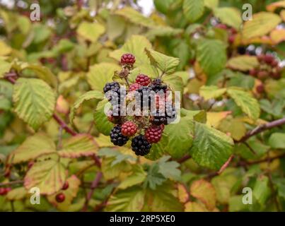 Ein kleiner Haufen Brombeeren, der auf Bramble Bush in Wales wächst. Stockfoto