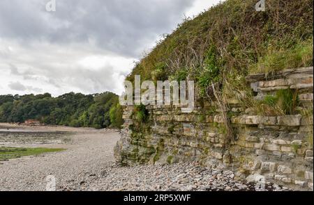 Eine Klippe an einem walisischen Strand unter einem bewölkten Himmel, die Hinweise auf Küstenerosion zeigt, die teilweise durch wachsende Vegetation auf der Vorderseite des Strandes verschleiert wird. Stockfoto