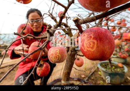 (181227) -- PEKING, 27. Dezember 2018 -- Ein Tourist wählt Apfelbaum-Topflandschaft oder Miniapfelbaum auf einer Obstplantage von Chi an Village im Shexian County, nordchinesische Provinz Hebei, am 26. Dezember 2018. ) XINHUA FOTOS DES TAGES XINHUA FOTOS DES TAGES WANGXXIAO PUBLICATIONXNOTXINXCHN Stockfoto