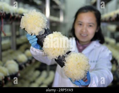 (181227) -- PEKING, 27. Dezember 2018 -- ein Mitarbeiter zeigt die tremella oder Silberpilze in einem Unternehmen im Ningjin County, nordchinesische Provinz Hebei, 26. Dezember 2018. Ningjin County hat sich in den letzten Jahren bemüht, die Kultivierungsindustrie für essbare Pilze zu entwickeln. ) XINHUA FOTOS DES TAGES XINHUA FOTOS DES TAGES MUXYU PUBLICATIONXNOTXINXCHN Stockfoto