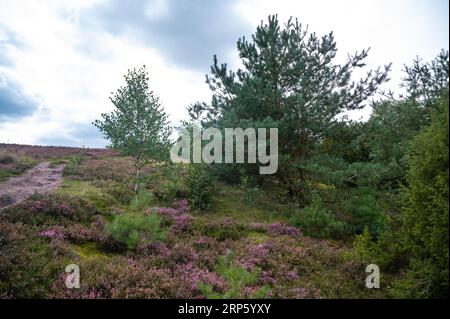 Schöne Heidenlandschaft mit Heidekraut blühend in der Lüneburger Heide, Deutschland Stockfoto