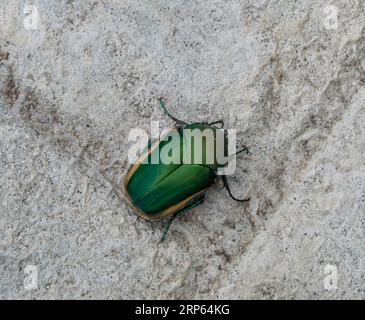 Großer Figeater-Käfer im Hinterhof, Südkalifornien Stockfoto