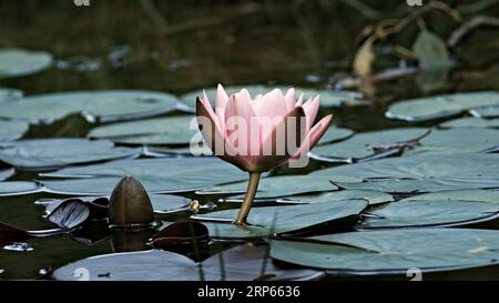 Nymphaeaceae, auch Wasserlilie genannt. Rosafarbene Blume auf der Oberfläche des Teichs im frühen Abendlicht. Stockfoto