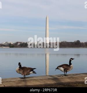 (190104) -- PEKING, 4. Januar 2019 -- Foto aufgenommen am 30. Dezember 2018 zeigt Wildgänse im National Mall and Memorial Parks Area in Washington D.C., USA. ) Xinhua-Schlagzeilen: Die Amerikaner tragen die Hauptlast des langwierigen Regierungsabbruchs inmitten wachsender politischer Spaltungen LiuxJie PUBLICATIONxNOTxINxCHN Stockfoto