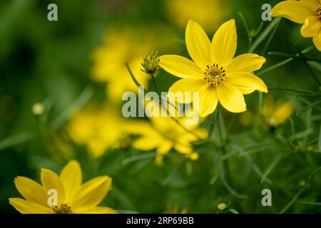 Coreopsis verticillata Grandiflora ist eine jährliche Asteraceae mit gelben Blüten, eine nordamerikanische tickseed-Art aus der Familie der Sonnenblumen Stockfoto