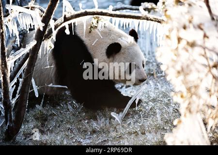 (190106) -- JINAN, 6. Januar 2019 -- der Riesenpanda ya Shuang genießt sich in der wilden Welt Jinan in Jinan, der Hauptstadt der ostchinesischen Provinz Shandong, am 6. Januar 2019. Riesenpandas genießen sich hier im Winter.) CHINA-JINAN-WINTER-RIESE PANDA (CN) WANGXKAI PUBLICATIONXNOTXINXCHN Stockfoto