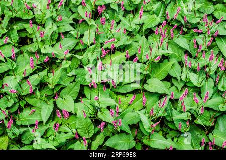 Draufsicht auf die Bistorta amplexicaulis, eine blühende Pflanze, die kissenartige Büschel frischer grüner Blätter mit herzförmiger Basis und schmaler Innenseite bildet Stockfoto