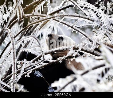 (190106) -- JINAN, 6. Januar 2019 -- der Riesenpanda ya Shuang genießt sich in der wilden Welt Jinan in Jinan, der Hauptstadt der ostchinesischen Provinz Shandong, am 6. Januar 2019. Riesenpandas genießen sich hier im Winter.) CHINA-JINAN-WINTER-RIESE PANDA (CN) WANGXKAI PUBLICATIONXNOTXINXCHN Stockfoto