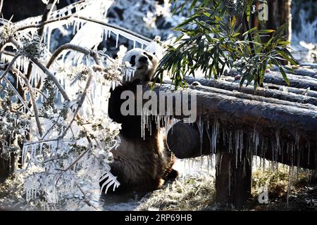 (190106) -- JINAN, 6. Januar 2019 -- der Riesenpanda ya Shuang genießt sich in der wilden Welt Jinan in Jinan, der Hauptstadt der ostchinesischen Provinz Shandong, am 6. Januar 2019. Riesenpandas genießen sich hier im Winter.) CHINA-JINAN-WINTER-RIESE PANDA (CN) WANGXKAI PUBLICATIONXNOTXINXCHN Stockfoto