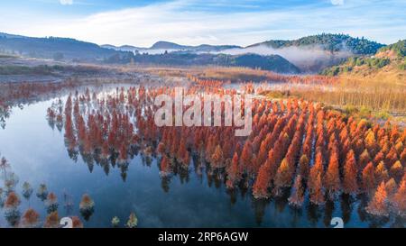 (190108) -- PEKING, 8. Januar 2019 -- Ein metasequoia-Feuchtgebiet wird im Dorf Dianwei in der Stadt Kunming, Südwestchina, Provinz Yunnan, 5. Januar 2019 gesehen. ) XINHUA FOTOS DES TAGES HuxChao PUBLICATIONxNOTxINxCHN Stockfoto