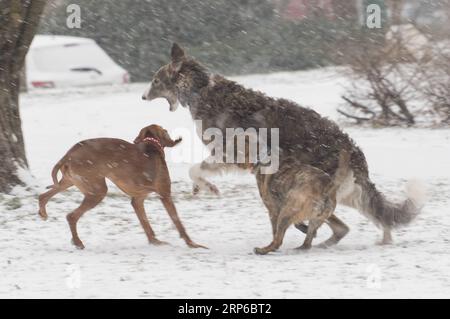 (190108) -- BUDAPEST, 8. Januar 2019 -- Hunde spielen bei einem Schneefall in Budapest, Ungarn, am 8. Januar 2019. Starke Schneefälle in Ungarn haben den Luft- und Straßenverkehr gestört oder sogar gelähmt, so offizielle Quellen hier am Dienstag. ) UNGARN-BUDAPEST-SNOW AttilaxVolgyi PUBLICATIONxNOTxINxCHN Stockfoto