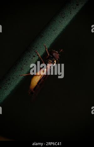Ein kleines gelb-schwarz gestreiftes Insekt thront auf einem dünnen Zweig neben einem grünen, grünen Pflanzenstamm Stockfoto