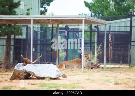 (190109) -- CANBERRA, 9. Januar 2019 (Xinhua) -- Foto aufgenommen am 7. Januar 2019 zeigt eine Antilope, die im Schatten Zuflucht sucht, um der sengenden Sonne im National Zoo & Aquarium in Canberra, der Hauptstadt Australiens, zu entgehen. Während die Hitzewelle Canberra durchquert, findet der Australian National Zoo and Aquarium viele Möglichkeiten, Tieren zu helfen, die Hitze zu vermeiden. (Xinhua/Pan Xiangyue) AUSTRALIEN-CANBERRA-ZOO-HITZEWELLE PUBLICATIONxNOTxINxCHN Stockfoto