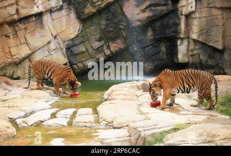 (190109) -- CANBERRA, 9. Januar 2019 (Xinhua) -- Foto aufgenommen am 7. Januar 2019 zeigt Tiger, die Eis aus Fleisch und Blut im National Zoo & Aquarium in Canberra, der Hauptstadt Australiens, genießen. Während die Hitzewelle Canberra durchquert, findet der Australian National Zoo and Aquarium viele Möglichkeiten, Tieren zu helfen, die Hitze zu vermeiden. (Xinhua/Pan Xiangyue) AUSTRALIEN-CANBERRA-ZOO-HITZEWELLE PUBLICATIONxNOTxINxCHN Stockfoto