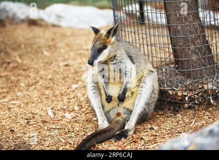 (190109) -- CANBERRA, 9. Januar 2019 (Xinhua) -- Foto aufgenommen am 7. Januar 2019 zeigt ein Känguru, das eine Pause im National Zoo & Aquarium in Canberra, der Hauptstadt Australiens, macht. Während die Hitzewelle Canberra durchquert, findet der Australian National Zoo and Aquarium viele Möglichkeiten, Tieren zu helfen, die Hitze zu vermeiden. (Xinhua/Pan Xiangyue) AUSTRALIEN-CANBERRA-ZOO-HITZEWELLE PUBLICATIONxNOTxINxCHN Stockfoto