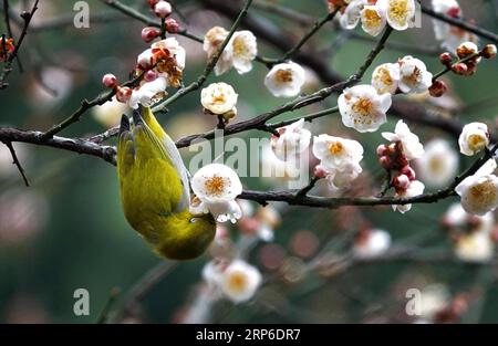 (190110) -- PEKING, 10. Januar 2019 (Xinhua) -- Ein wilder Vogel ruht am 9. Januar 2019 auf einem Zweig eines blühenden Pflaumenbaums in Guiyang, der Hauptstadt der südwestchinesischen Provinz Guizhou. (Xinhua/Qin Gang) XINHUA FOTOS DES TAGES PUBLICATIONxNOTxINxCHN Stockfoto