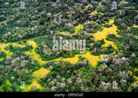 Typische Vegetation des Pantanal mit violetten Trompeten, die boomen. Stockfoto