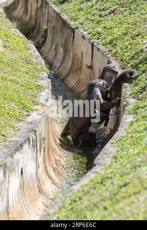 (190110) -- SINGAPUR, 10. Januar 2019 -- Eine Familie von glatt beschichteten Ottern macht sich am 10. Januar 2019 auf den Weg zu einem Kanal, um das Schwimmen in der Nähe des Singapore River zu üben. Diese Familie von glattbeschichteten Ottern, bestehend aus drei Erwachsenen und drei Otterwelpen, machte ihre Heimat im Stadtzentrum von Singapur. Dann Chih Wey) SINGAPUR-NEUGEBORENER OTTER xinjiapo PUBLICATIONxNOTxINxCHN Stockfoto