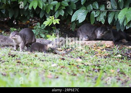 (190110) -- SINGAPUR, 10. Januar 2019 -- Eine Familie von glatt beschichteten Ottern macht sich am 10. Januar 2019 auf den Weg zu einem Kanal, um das Schwimmen in der Nähe des Singapore River zu üben. Diese Familie von glattbeschichteten Ottern, bestehend aus drei Erwachsenen und drei Otterwelpen, machte ihre Heimat im Stadtzentrum von Singapur. Dann Chih Wey) SINGAPUR-NEUGEBORENER OTTER xinjiapo PUBLICATIONxNOTxINxCHN Stockfoto