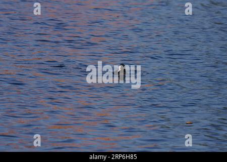 Schwimmen Fulica atra Familie Rallidae Gattung Fulica Eurasischer Kot gemeiner Kot australischer Kot wilde Natur Bid Fotografie, Bild, Tapete Stockfoto