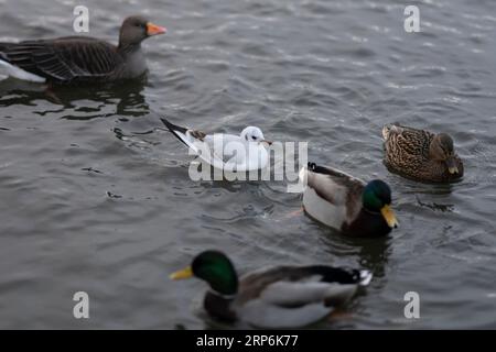 Schwimmen Larus canus Familie Laridae Gattung Larus Mew Möwe gemeine Möwe Mew Möwe wilde Natur Vogelfotografie, Bild, Tapete Stockfoto